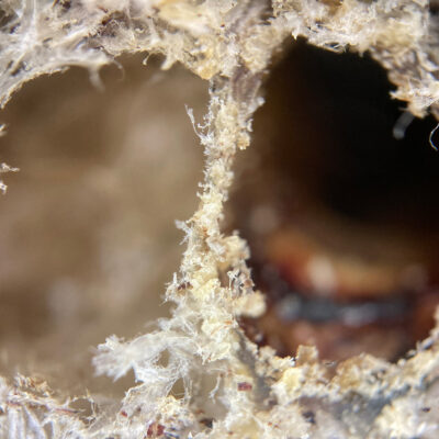 Sponge or lung